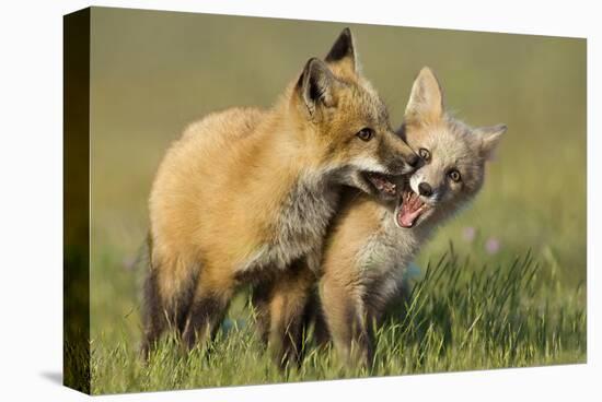 Fox Kits At Play-null-Stretched Canvas