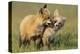 Fox Kits At Play-null-Stretched Canvas