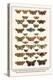 Fox Moth, Clouded Buff, Oak Eggar, Oak Hawkmoth, Four-Spotted Footman, Goat Moth, etc.-Albertus Seba-Stretched Canvas