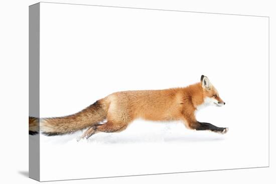 Fox on the Run - Algonquin Park-Jim Cumming-Premier Image Canvas