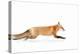 Fox on the Run - Algonquin Park-Jim Cumming-Premier Image Canvas