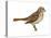 Fox Sparrow (Passerella Iliaca), Birds-Encyclopaedia Britannica-Stretched Canvas