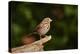 Fox Sparrow-Gary Carter-Premier Image Canvas