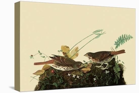 Fox Sparrows-John James Audubon-Premier Image Canvas