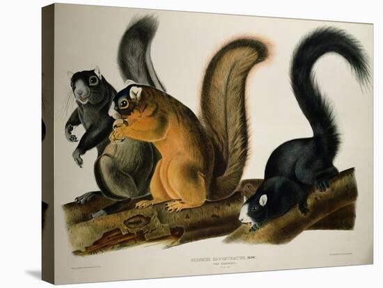 Fox Squirrel, from Quadrupeds of America, 1845-John James Audubon-Premier Image Canvas
