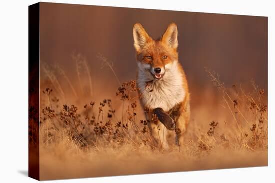 Fox Sunset, Orange Evening Light. Orange Fur Coat Animal in the Nature Habitat. Fox on the Green Fo-Ondrej Prosicky-Premier Image Canvas