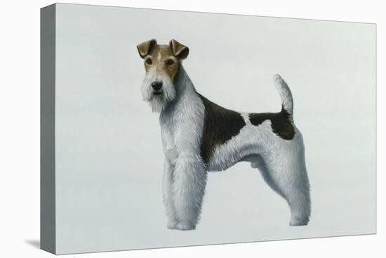 Fox Terrier-Harro Maass-Premier Image Canvas