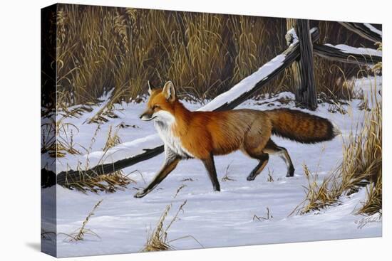 Fox Trot - Red Fox-Wilhelm Goebel-Premier Image Canvas