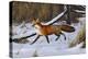 Fox Trot - Red Fox-Wilhelm Goebel-Premier Image Canvas