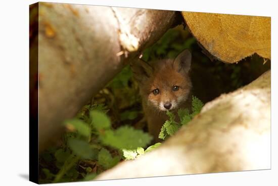 Fox, Vulpes Vulpes, Young, Watching, Camera, Tree-Trunks, Detail, Blurred, Nature, Fauna-Chris Seba-Premier Image Canvas