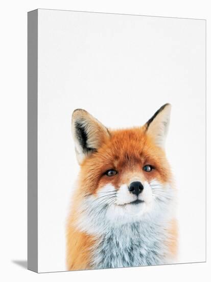 Fox-Tai Prints-Premier Image Canvas