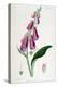 Foxglove (Digitalis Purpure), 19th Century-null-Premier Image Canvas