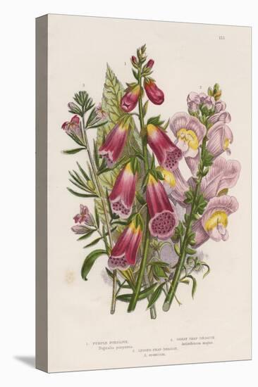 Foxglove (Digitalis Purpure) (Centr), C1885-null-Premier Image Canvas