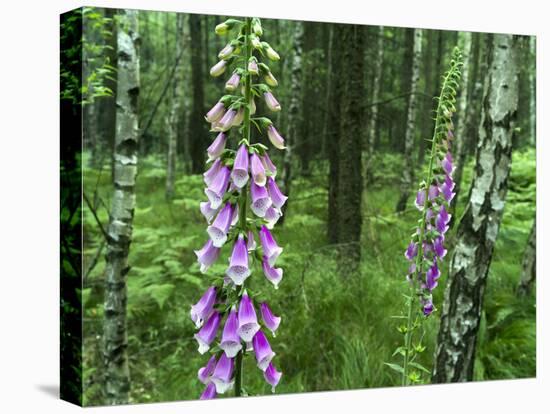 Foxglove, Elbsandsteingebirge, NP Saxon Switzerland. Germany, Saxony-Martin Zwick-Premier Image Canvas