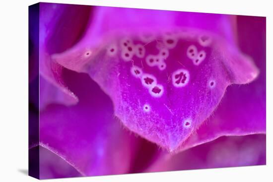 Foxglove flower detail, Devon, UK-Alex Hyde-Premier Image Canvas