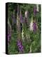 Foxglove Garden-Anna Miller-Premier Image Canvas