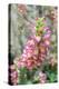 Foxglove, Usa-Lisa S. Engelbrecht-Premier Image Canvas