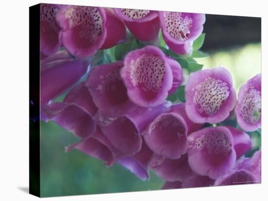 Foxglove-Michele Westmorland-Premier Image Canvas