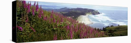 Foxgloves at Cascade Head, Tillamook County, Oregon, USA-null-Premier Image Canvas