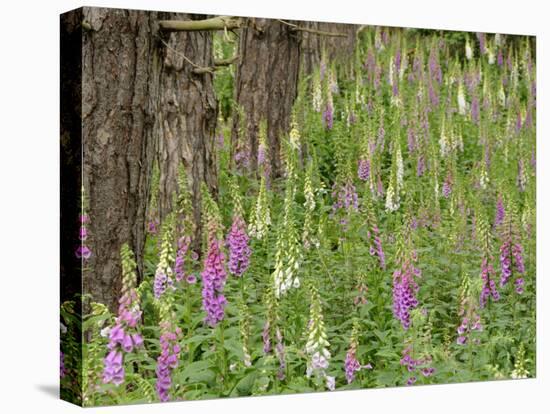 Foxgloves Flowering in Coastal Woodland, Norfolk, UK-Gary Smith-Premier Image Canvas