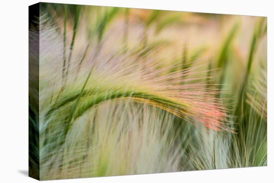 Foxtail Barley Agriculture Near Regent, North Dakota, USA-Chuck Haney-Premier Image Canvas