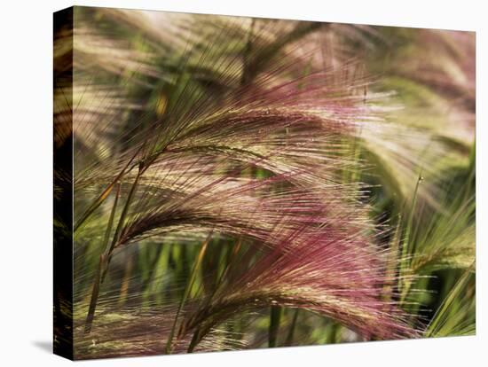 Foxtail Barley, Banff NP, Alberta, Canada-Stuart Westmorland-Premier Image Canvas