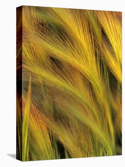 Foxtail Barley-Chuck Haney-Premier Image Canvas