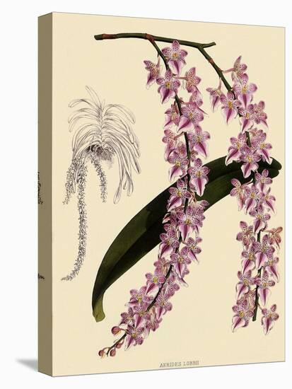 Foxtail Orchids, A?des Lobbii-John Nugent Fitch-Premier Image Canvas