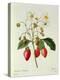 Fragaria (Strawberry), Engraved by Chapuis, from 'Choix Des Plus Belles Fleurs', 1827-33-Pierre-Joseph Redouté-Premier Image Canvas