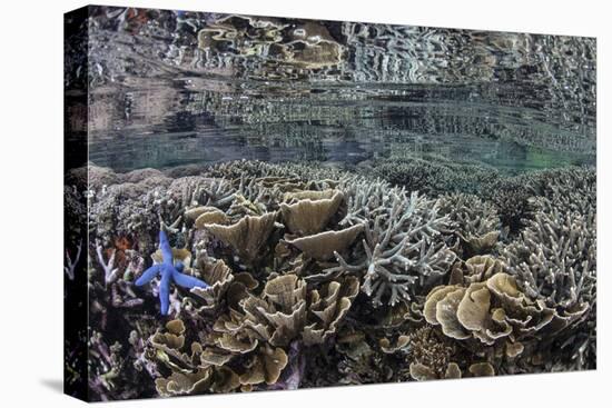 Fragile Corals Grow in Shallow Water in Komodo National Park-Stocktrek Images-Premier Image Canvas