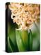 Fragrant Hyacinth-Angela Drury-Premier Image Canvas