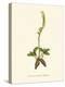 'Fragrant Lady's Tresses', c1891, (1891)-Anne Pratt-Premier Image Canvas