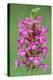 Fragrant Orchid flowering, Cairngorms National Park, Scotland-Laurie Campbell-Premier Image Canvas
