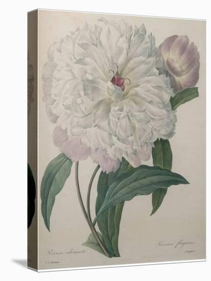 Fragrant Peony-Pierre-Joseph Redoute-Stretched Canvas