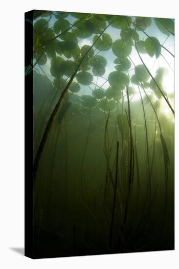 Fragrant Water Lilies (Nymphaea Odorata) Growing in Lake Skadar, Montenegro, May 2008-Radisics-Premier Image Canvas