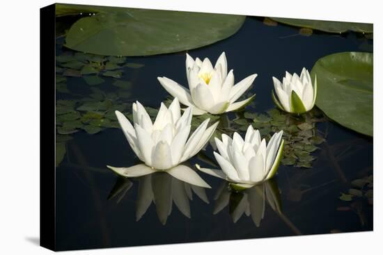 Fragrant Water Lily (Nymphaea Odorata) Flowers on Lake Skadar, Lake Skadar Np, Montenegro, May 2008-Radisics-Premier Image Canvas