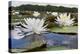 Fragrant Water Lily (Nymphaea Odorata) on Caddo Lake, Texas, USA-Larry Ditto-Premier Image Canvas