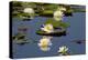 Fragrant Water Lily (Nymphaea Odorata) on Caddo Lake Texas, USA-Larry Ditto-Premier Image Canvas