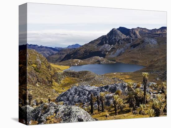 Frailejon Plants (Espeletia) at Laguna Grande Del Los Verde, El Cocuy National Park, Colombia-Christian Kober-Premier Image Canvas