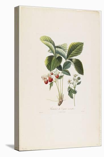 Fraisier De Virginie (Grandes Fleurs), from Traite Des Arbres Fruitiers, 1807-1835-Pierre Antoine Poiteau-Premier Image Canvas