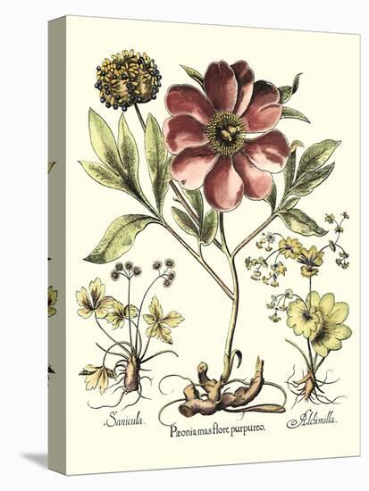 Framboise Floral I-Besler Basilius-Stretched Canvas