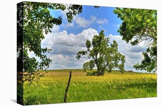 Framed Tree, Kansas, USA-Michael Scheufler-Premier Image Canvas