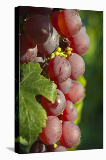 France, Alsace, Eguisheim. A bunch of Gewurztraminer grapes.-Janis Miglavs-Premier Image Canvas