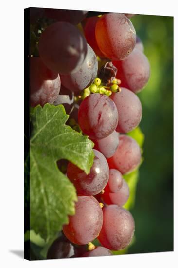 France, Alsace, Eguisheim. A bunch of Gewurztraminer grapes.-Janis Miglavs-Premier Image Canvas