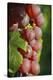 France, Alsace, Eguisheim. A bunch of Gewurztraminer grapes.-Janis Miglavs-Premier Image Canvas