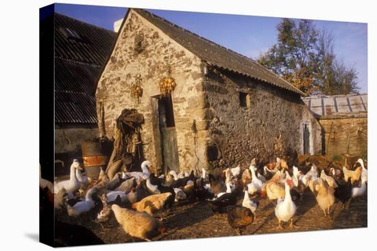 France Farmyard with Chickens-null-Premier Image Canvas