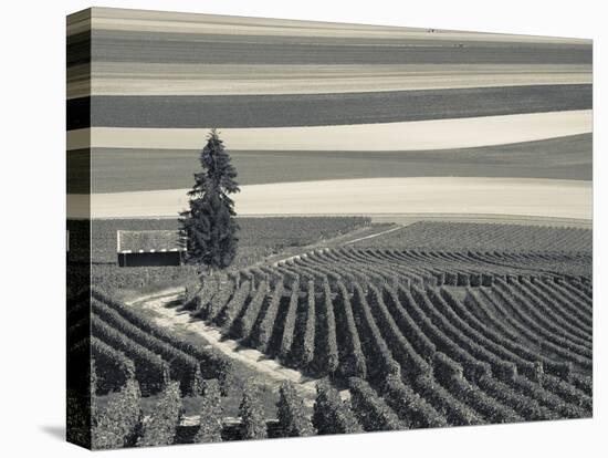 France, Marne, Champagne Region, Mont Aime, Elevated View of Vineyards and Fields-Walter Bibikow-Premier Image Canvas