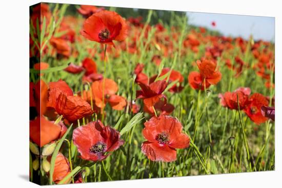 France, Poppy Fields Near St. Remy, Provence-Emily Wilson-Premier Image Canvas