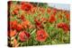 France, Poppy Fields Near St. Remy, Provence-Emily Wilson-Premier Image Canvas