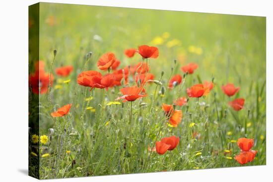 France, Provence Alpes Cote Dazur, Vaucluse, Lourmarin. Wild Poppies-Kevin Oke-Premier Image Canvas